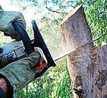 Best Fruit Tree Pruning  in Benton City, WA
