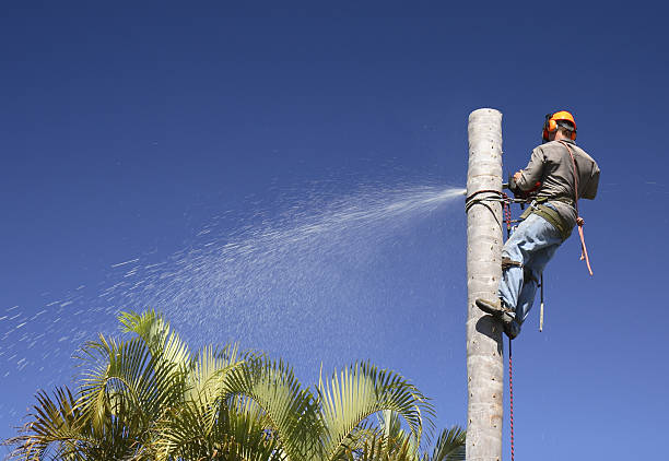Best Lawn Disease Treatment  in Benton City, WA