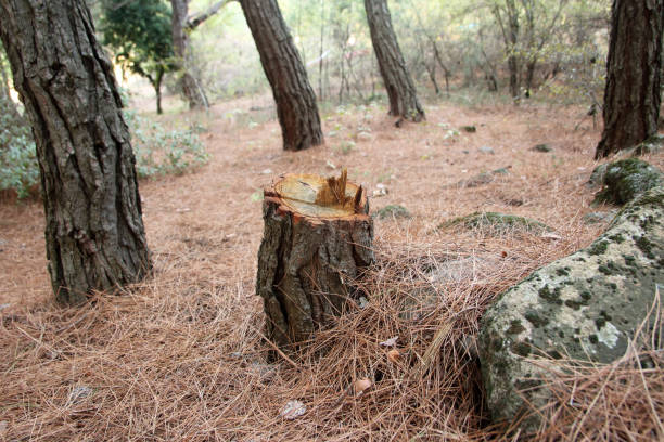 Best Arborist Consultation Services  in Benton City, WA