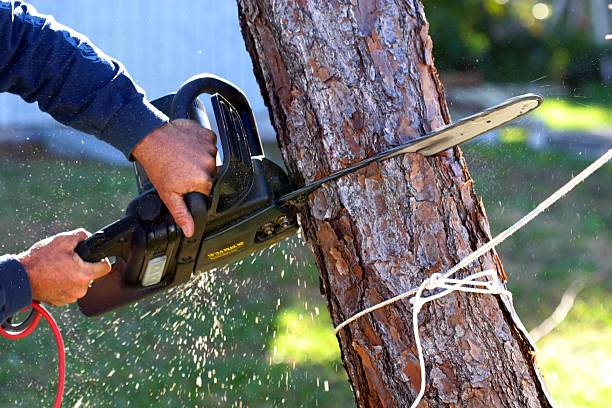 Best Tree Health Inspection  in Benton City, WA