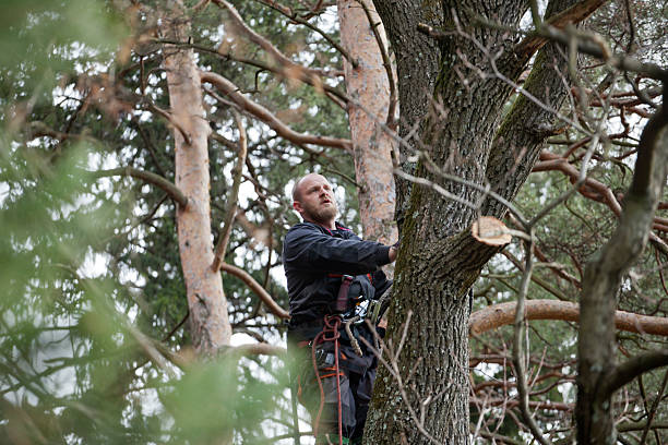 Best Tree and Shrub Care  in Benton City, WA