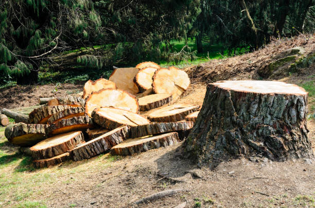 Best Emergency Tree Removal  in Benton City, WA